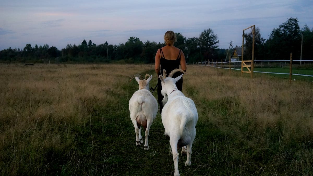 A woman leading two goats down a rural path at dusk, showcasing serene countryside life.